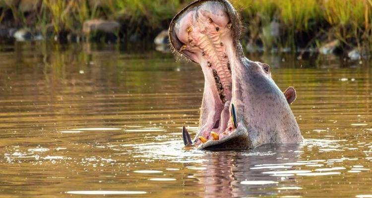 Hippopotame qui bâille créant des ondulations dans l'eau dorée par la lumière.