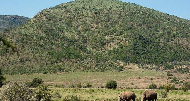 Deux rhinocéros paissent dans une prairie ouverte adossée à une colline verdoyante sous un ciel bleu dégagé.