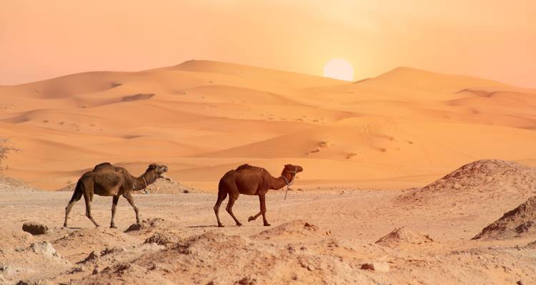 Two camels trek across sun-washed desert terrain toward a glowing setting sun.