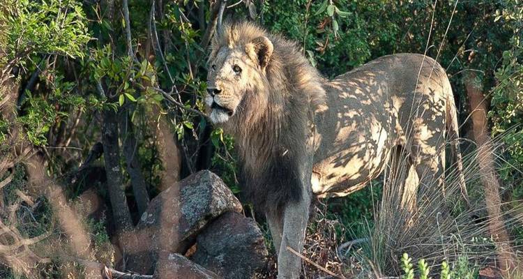 Lion mâle se dresse en alerte parmi les buissons et les rochers avec une lumière tachetée de fin d'après-midi sur sa crinière.