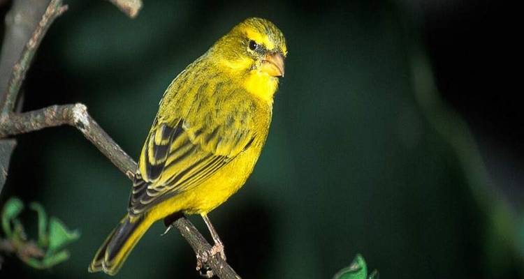 Oiseau jaune vif semblable à un chardonneret se repose sur une brindille avec un arrière-plan de feuillage sombre.