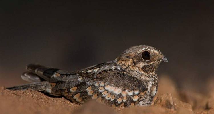 Engoulevent camouflé se repose sur un sol sablonneux avec un arrière-plan flou.