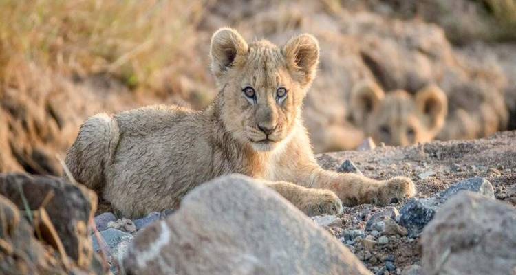 Jeune lionceau allongé sur un sol rocheux tandis qu'un autre lionceau regarde depuis l'arrière-plan.