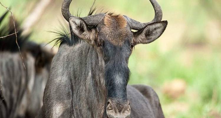 Portrait en gros plan d'un gnou avec un regard concentré et un arrière-plan flou.