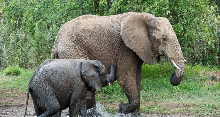 Éléphant adulte guidant un jeune éléphanteau à travers un point d'eau boueux entouré d'arbustes verts.