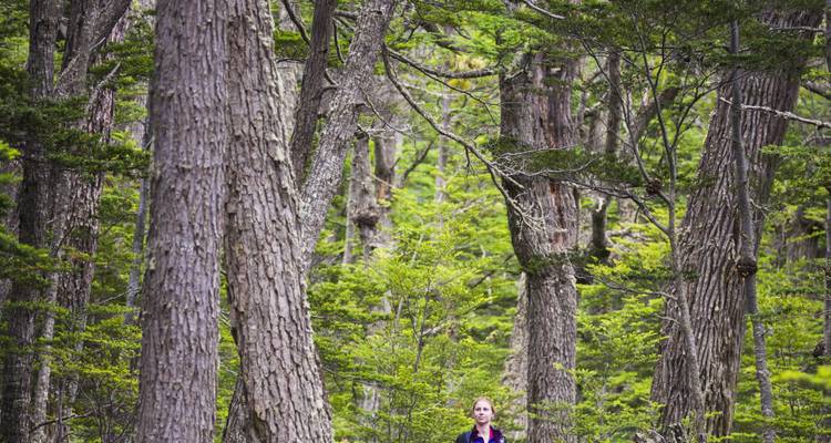Randonneuse marchant à travers une forêt dense et verte parmi de hauts troncs d'arbres.