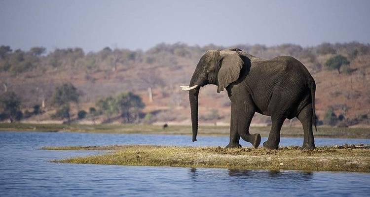 Elefante solitario de pie en una isla cubierta de hierba en un río ancho con colinas secas detrás.