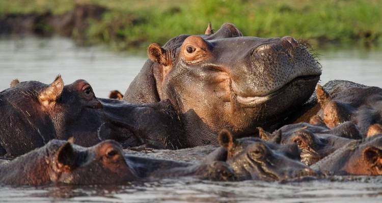 Grupo cerrado de hipopótamos sumergidos en el agua con una cara dominante emergiendo hacia adelante.