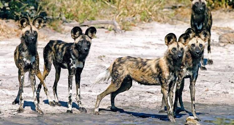 Manada de perros salvajes africanos parados alerta en la orilla arenosa del río con pelajes moteados.