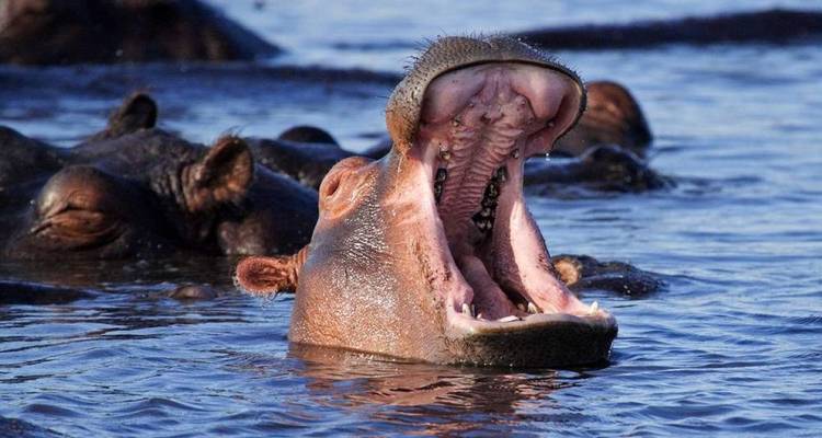 Hipopótamo bostezando ampliamente en agua azul profunda con compañeros de manada rodeándolo.