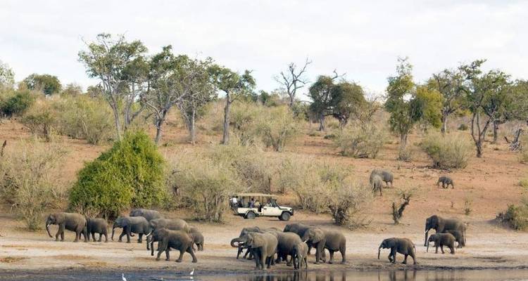 Gran manada de elefantes y un jeep de safari reunidos en un abrevadero en un entorno de bosque seco.