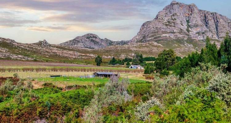Terres agricoles pastorales et vignoble sur fond de montagne escarpée sous une chaude lumière de début de soirée.
