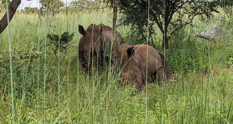 A rhinoceros rests in tall green grass and shrubs partly obscured by vertical reeds.