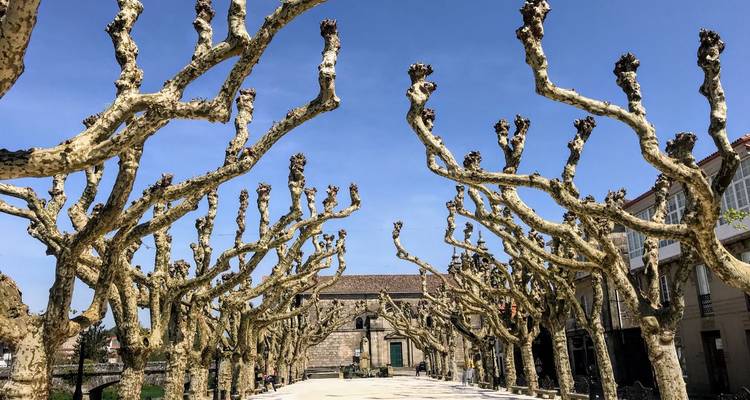 Rij gesnoeiden platanen langs een zonovergoten stenen laan die leidt naar een oud stenen gebouw.