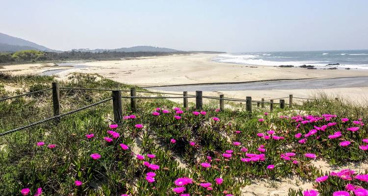 Zanderig Atlantisch strand bezaaid met helderroze bloemen en omgeven door zachte duinen.