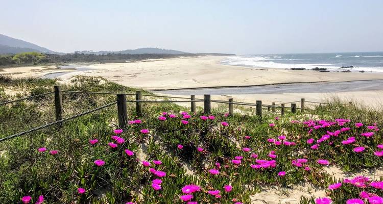 Plage bordée de dunes avec des plantes de glace rose vif en fleur et de petites vagues au-delà.