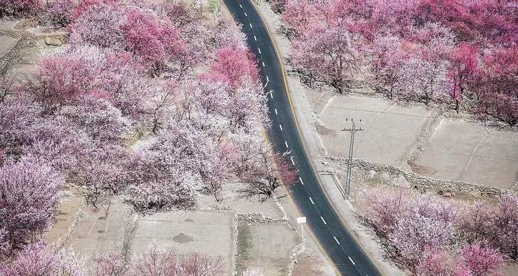 Una carretera asfaltada serpentea a través de colinas cubiertas de árboles rosados en flor en primavera.