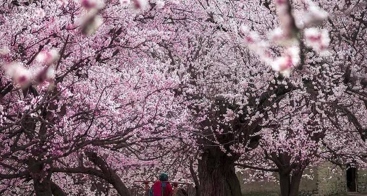 Una persona se encuentra bajo densas copas de flores rosadas de antiguos árboles frutales.