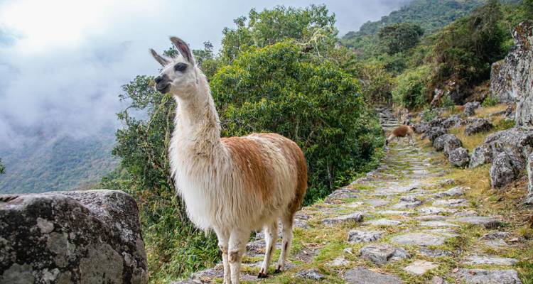 Lama curieux debout sur un sentier inca pavé entouré d'une végétation luxuriante et de brume