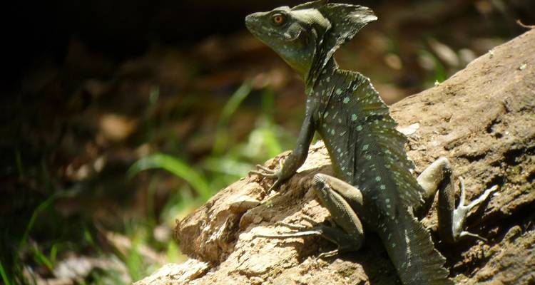 Groene basiliskhagedis met kam ziet er alert uit terwijl hij zit op een zonbeschenen boomstam in het bos.