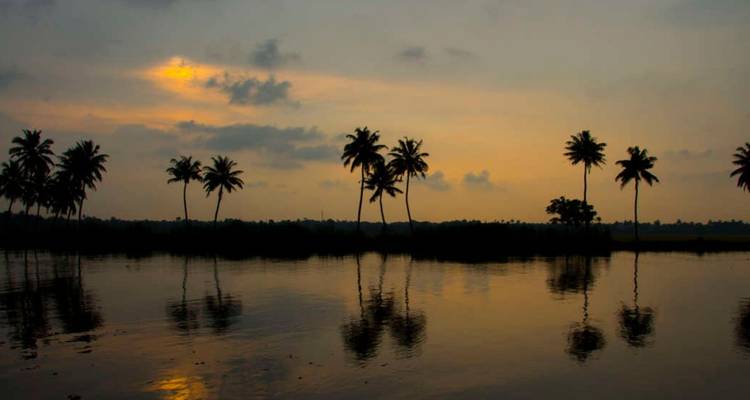 Silhouetted row of coconut palms reflected in still backwater lagoon under a moody golden evening sky.