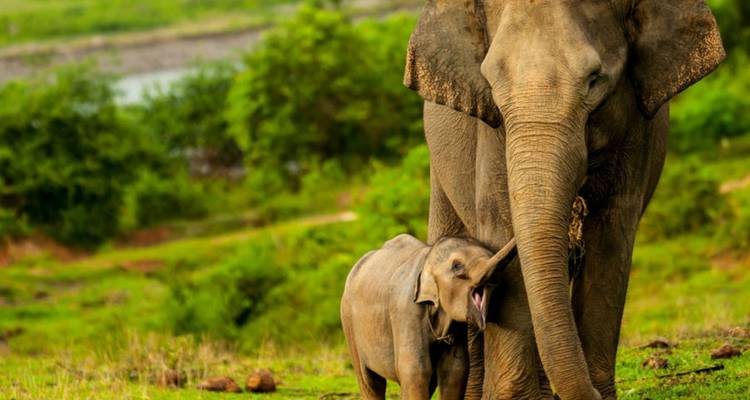 Adult elephant gently touching its playful calf on a grassy hillside with lush green forest backdrop.