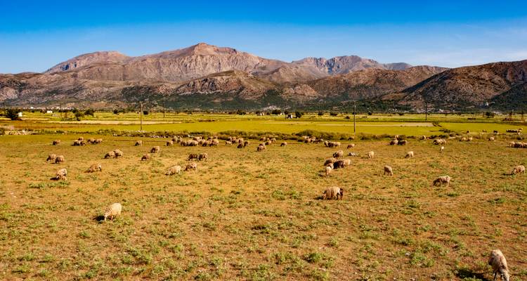 Weitläufige Lassithi-Hochebene mit weidenden Schafen unter klarem Himmel vor der Kulisse schroffer Berge.