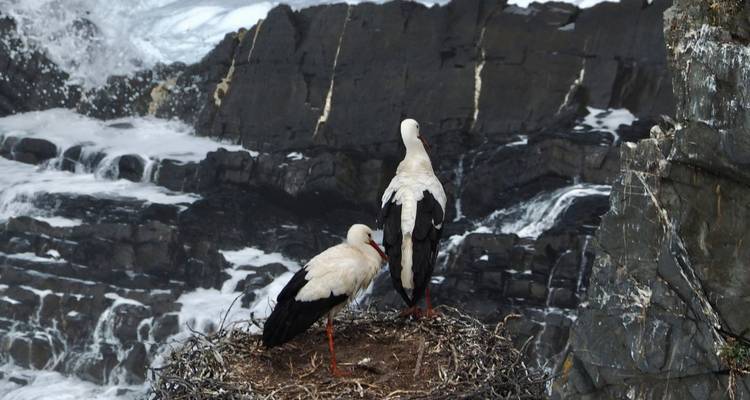 Twee witte ooievaars staan in een nest dat zich bevindt op een ruige zeeklif met golven die eronder beuken
