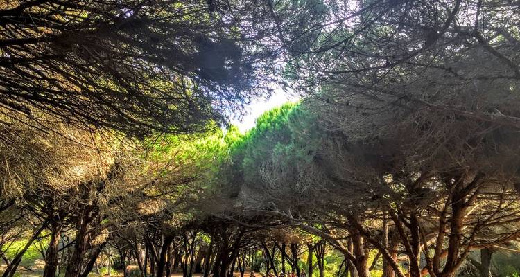 Uitzicht omhoog kijkend in een schaduwrijk dennenboskruin met zonlicht dat door de takken filtert