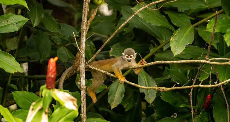 Un singe écureuil regarde attentivement à travers le feuillage verdoyant de la jungle en se tenant fermement à une branche.