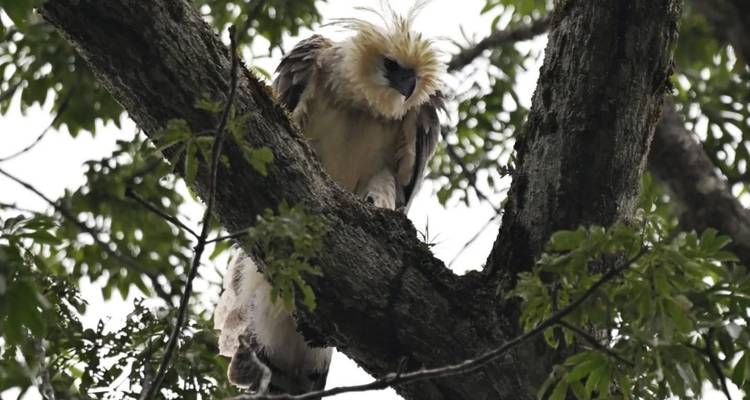 Un grand aigle couronné se perche sur une branche d'arbre dans une forêt tropicale dense.