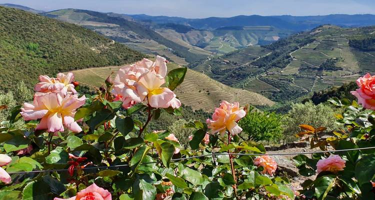Blühende rosa Rosen rahmen einen weiten Blick über die terrassierten Weinberge und den Fluss des Douro-Tals ein