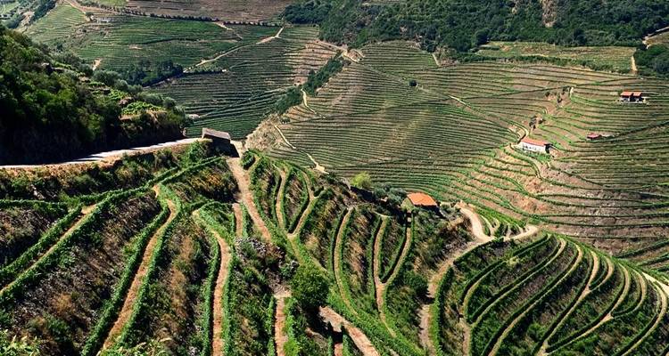 Luftaufnahme steiler, geschwungener Weinbergterrassen entlang eines grünen Tals in der Douro-Region