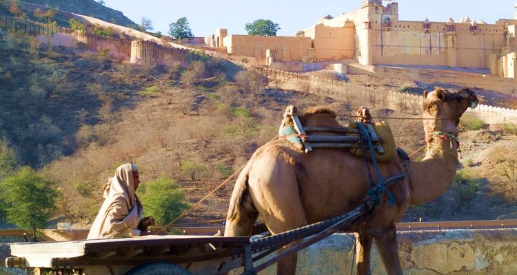 Un hombre monta un carro de camellos bajo las murallas tostadas por el sol del Fuerte de Amber.