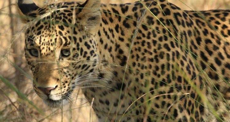 Un leopardo observa a través de las hierbas altas, su pelaje moteado mezclándose con la vegetación seca.