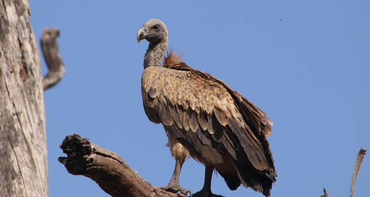 Un buitre se posa en una rama desnuda de árbol contra un cielo azul claro.