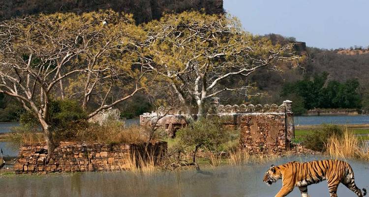 Tigre de Bengala vadeando a través de un lago tranquilo con muros de piedra en ruinas y un fondo de bosque seco.