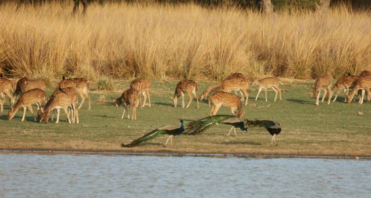 Manada de ciervos moteados pastando cerca de juncos mientras pavos reales se exhiben junto a un abrevadero.