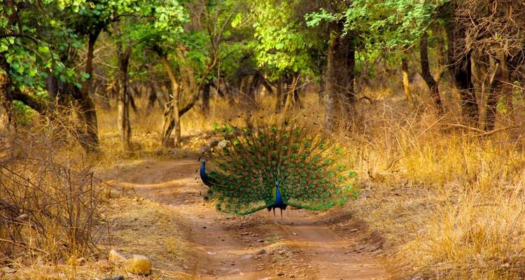 Pavo real vibrante con la cola completamente desplegada a través de un sendero polvoriento del bosque.