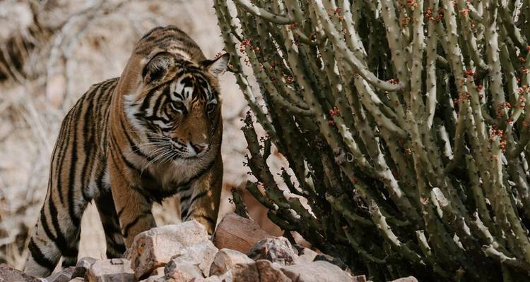 Bengaltiger pirscht zwischen Felsen neben einem dornigen kaktusähnlichen Strauch
