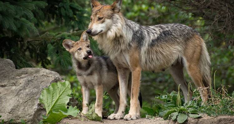 Erwachsener Wolf steht schützend neben verspieltem Welpen in einer grünen Waldumgebung