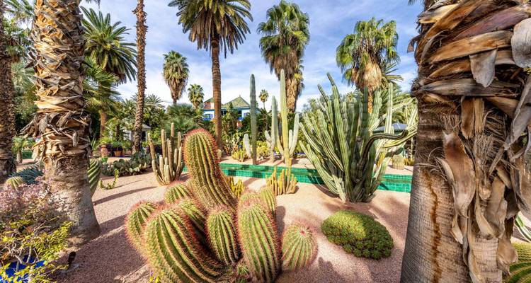 Exuberante jardín de cactus con palmeras imponentes y suculentas coloridas bajo un cielo brillante.