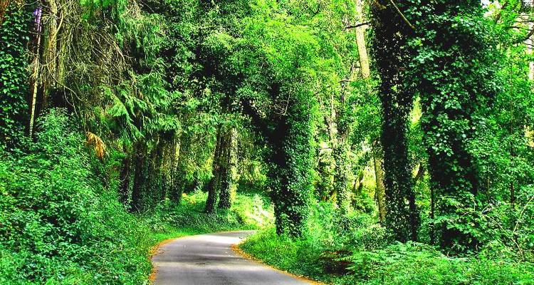 Schmaler, gewundener Weg, umgeben von dichter, lebhaft grüner Waldvegetation.