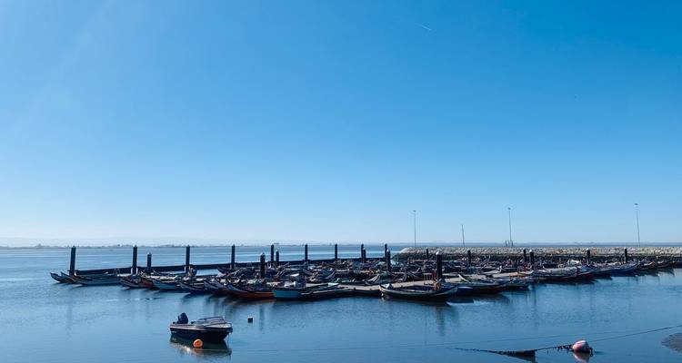 Ruhiger Hafen mit Dutzenden von traditionellen Aveiro-Moliceiro-Booten, die auf ruhigem Wasser vertäut sind.