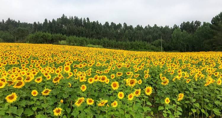 Endloses Feld mit leuchtend gelben Sonnenblumen, das sich bis zur Waldgrenze unter bewölktem Himmel erstreckt.