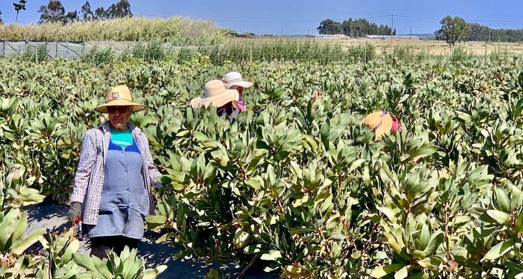 Feldarbeiter mit breitkrempigen Hüten ernten grüne Feldfrüchte in ordentlichen Reihen unter einem strahlend blauen Himmel.