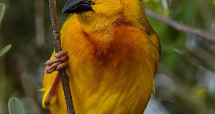 Close-up van een heldergele wevervogel die op een takje zit.