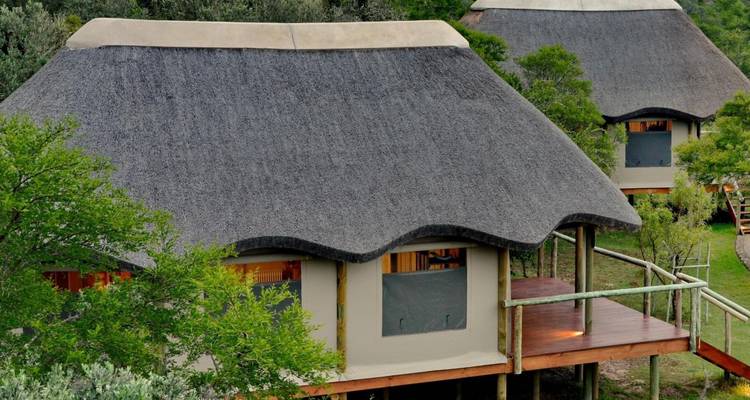Safari chalets met rieten daken op houten palen omgeven door groen.