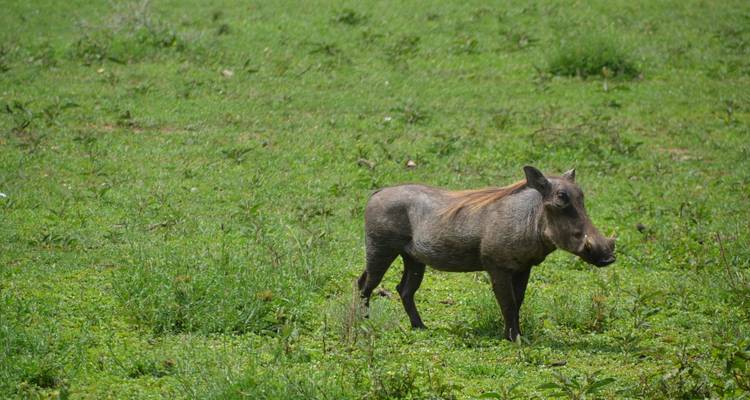 Eenzaam wrattenzwijn staand in een veld met groene vegetatie.