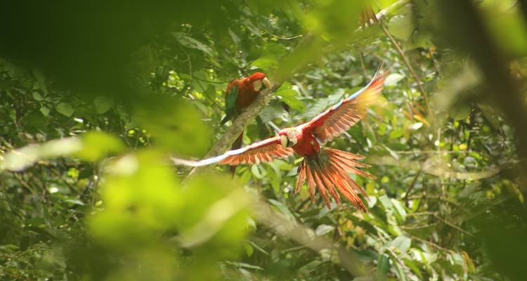 Des aras rouges volent à travers le feuillage dense et vert de la forêt tropicale, les ailes largement déployées.